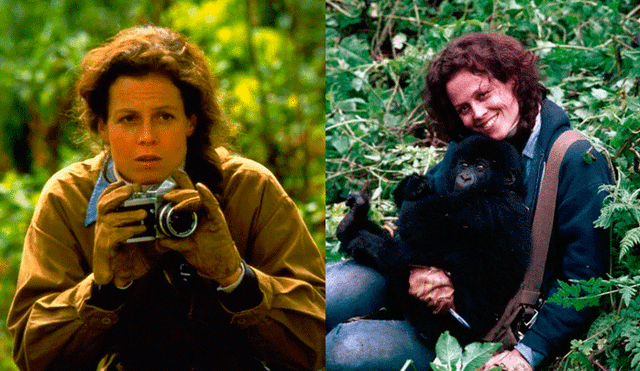 National Geographic estrena “Dian Fossey: Muerte en la Niebla”