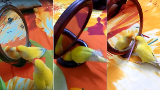 Facebook: Aves se miran por primera vez a un espejo y tienen increíble reacción [VIDEO]