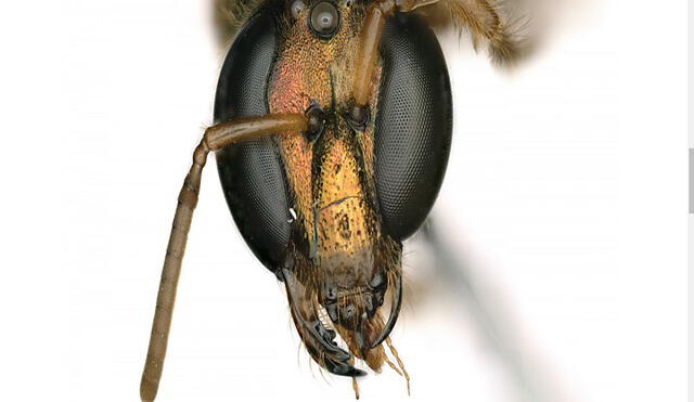 El abeja fue nombrada 'Megalopta amoena'. Foto: Instituto Smithsoniano de Investigaciones Tropicales