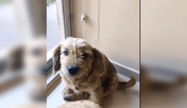 Desliza las imágenes para ver más detalles sobre este 'valiente' perro que corrió a defender a su pequeño amigo. (Foto: captura / TikTok / @leslyeojeda)