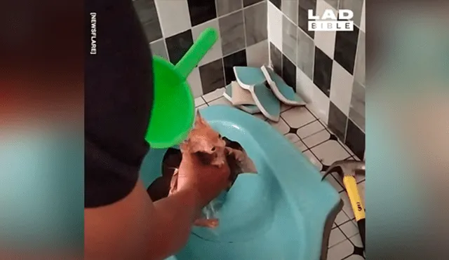 Escucha desgarradores ruidos de bañera, la destruye y encuentra insólita criatura [VIDEO] 