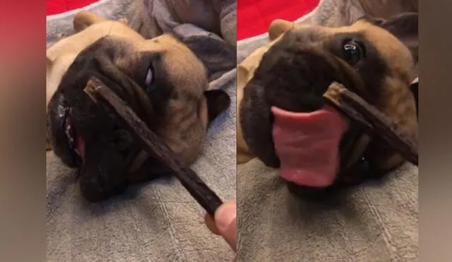 Desliza las imágenes para ver más detalles  sobre esta graciosa escena en la que un perrito no se resiste al olor de su golosina favorita. Foto: captura de YouTube