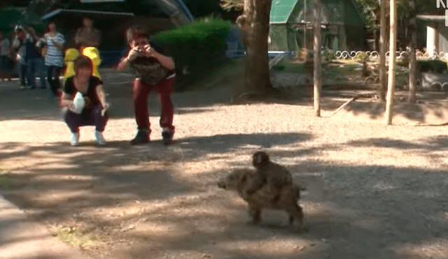 YouTube viral: miles lloran al conocer la historia del jabalí que adoptó a mono bebé