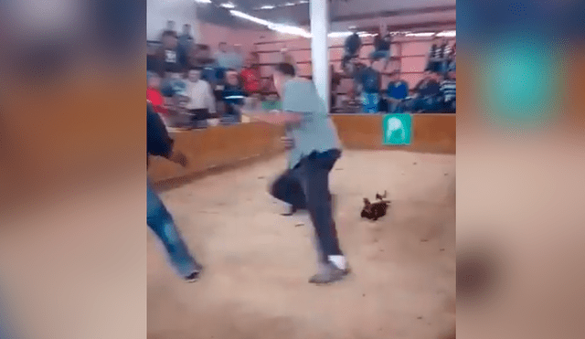 Facebook viral: gallo de pelea ataca a su dueño por hacerlo competir a muerte [VIDEO]