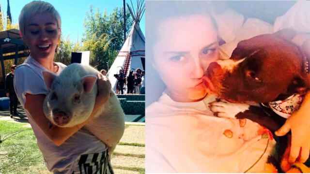 Miley Cyrus y Liam Hemsworth se enfrentarían por custodia de sus mascotas [FOTOS]