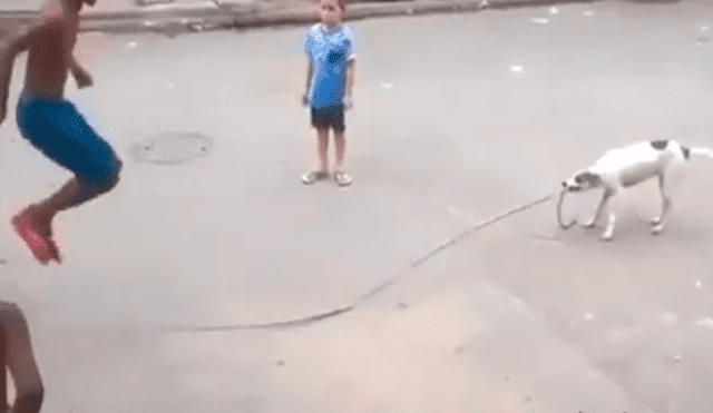 Facebook viral: perro ayuda a niños para que jueguen a saltar la cuerda en la calle 