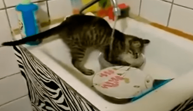 YouTube viral: Joven llega a su casa y descubre a gato realizando la limpieza del hogar [VIDEO]