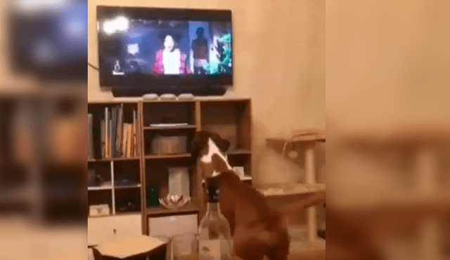 Video es viral en YouTube. El can protagonizó una divertida escena al ser captado imitando los grandes saltos del perro que aparece en la famosa cinta