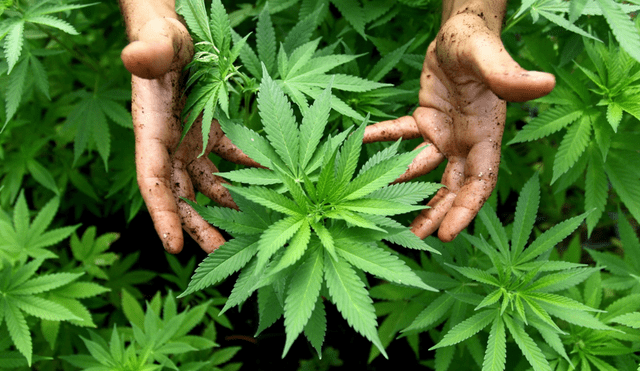 Parlamento canadiense aprueba proyecto de legalización de la marihuana
