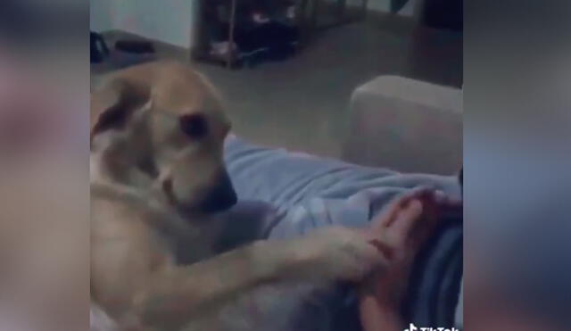 Desliza las imágenes para ver más sobre esta tierna escena entre un perro y su dueño. (Foto: captura / TikTok)