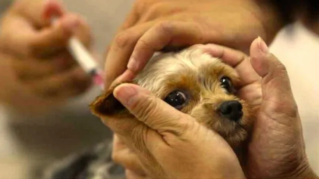 Desde el sábado, vacunarán a canes contra la rabia en Arequipa