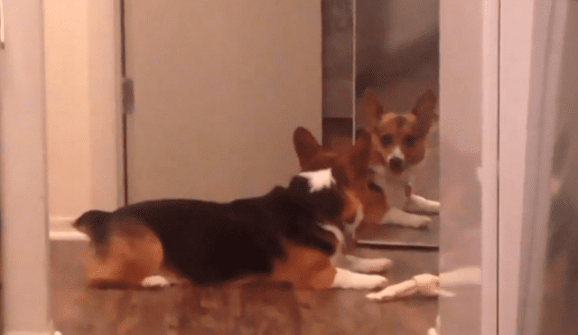 Twitter: perro intenta compartir su hueso con su propio reflejo y conmueve las redes [VIDEO]