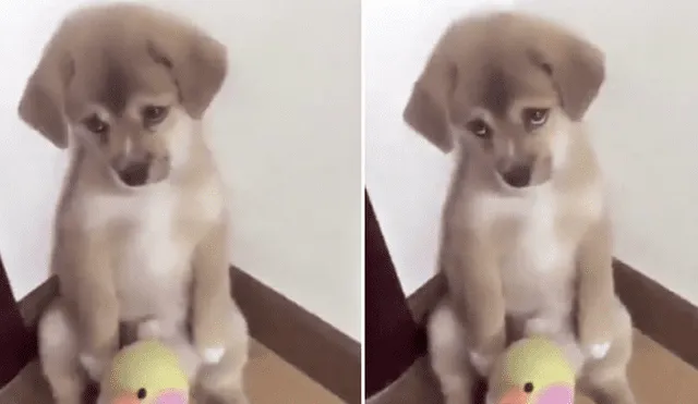Facebook: Un tierno castigo y la adorable reacción de un perro enamoran en redes
