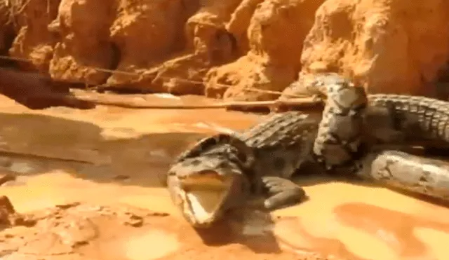 YouTube viral: mamá cocodrilo defiende a sus crías del ataque de una temible anaconda 