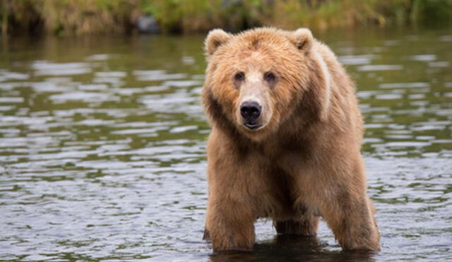 Tremendo e impactante es el video que muestra el momento en que un oso ataca a su domador, en un circo ruso. Foto: Difusión.