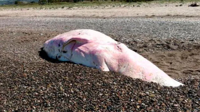 Hallan muerta a joven ballena con varios kilos de plástico en el estómago [VIDEO y FOTOS]