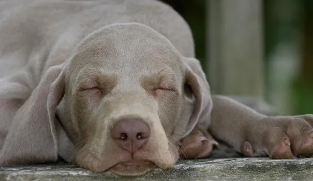 Perro impacta a miles de usuarios con peculiar forma de dormir. Foto: Internet