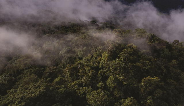 bosques Cajamarca reforestación