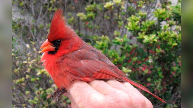 El cardenal del norte fue visto en Texas, y posee dos sexos debido a una malformación genética. Foto: Difusión