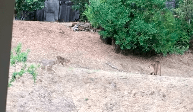 Video se viralizó en YouTube. Una mujer quedó aterrada luego de asomarse por su ventana y encontrar a una manada de perros salvajes enfrentándose a un puma.