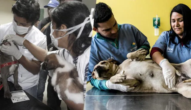 El 8 de julio de cada año se reconoce el trabajo que realizan los veterinarios en el cuidado de los animales. (Foto: John Reyes Mejia)