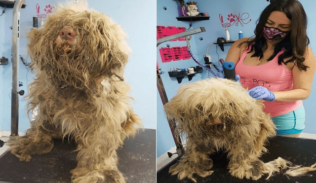 Facebook: encontró a perro en pésimas condiciones, lo atendió y esta es su transformación 