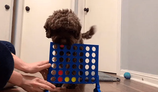 En Facebook, un perro jugó Connect 4 junto a su cuidadora y este sorprendió con sus habilidades.