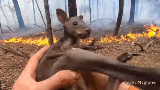 Mil millones de animales muertos, joven voluntario logra salvar a un canguro  bebé en Australia - CIO
