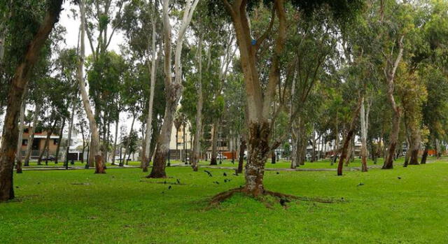 Municipalidad de San Isidro: 'MML pretende talar 100 árboles y dañar áreas verdes' 