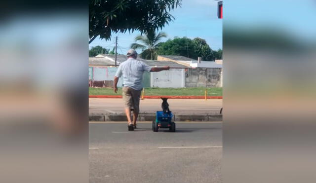 Desliza las imágenes para ver el curioso momento entre un hombre junto a su perro cuando salieron a pasear al parque. Foto: captura de TikTok