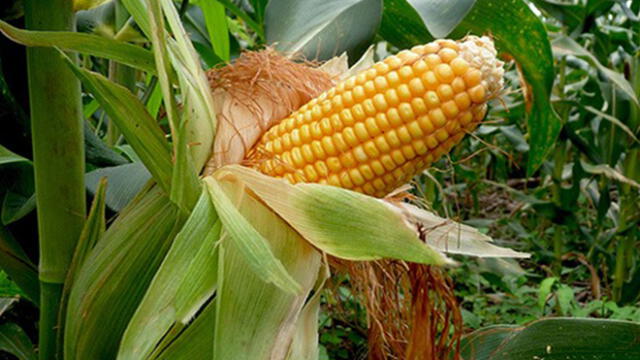 Productores de maíz en Cusco emplean controladores biológicos para reducir uso de plaguicidas