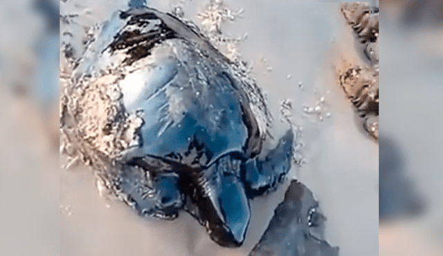 En YouTube, unos hombres caminaban por la playa y encontraron a unas indefensas tortugas que estaban llenas de petróleo.
