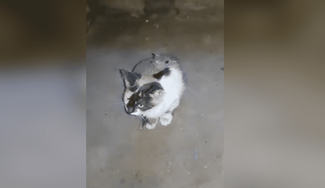 Facebook viral: gato se vuelve 'caballito' de ratón que lo domó por completo [VIDEO]