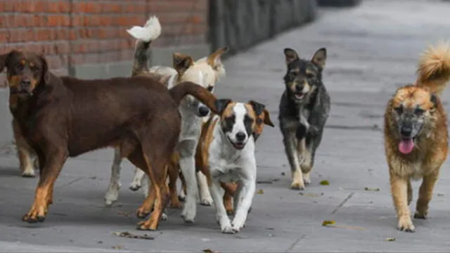 En menos de 48 horas hallan cuatro perros con rabia en Arequipa 