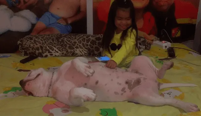 Facebook: Perro enternece las redes al disfrutar de las cosquillas de una niña [VIDEO]