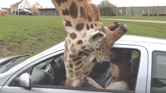 YouTube Viral: Polémica por reacción de mujer cuando jirafa se le acerca [VIDEO]