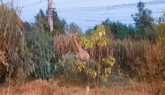 Hallan muerta a jirafa que escapó de camión que la llevaba al zoológico [VIDEO]