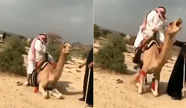 YouTube Viral: Intenta montar un camello por primera vez y sufre un terrible accidente [VIDEO]