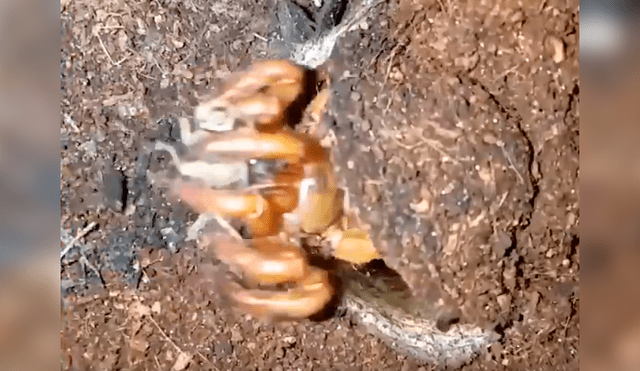 Misteriosa criatura aparece y devora a enorme grillo de un solo bocado  [VIDEO] 