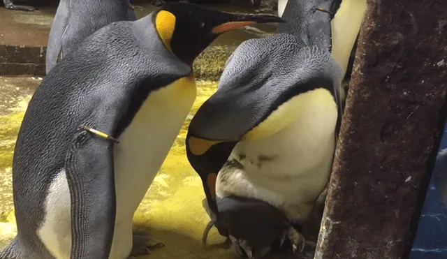 YouTube: pingüinos gay enfrentan a los padres de cría abandonada que 'secuestraron' [VIDEO] 