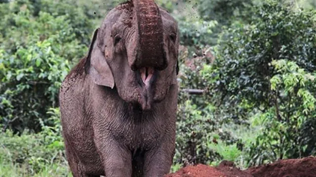Elefanta mara