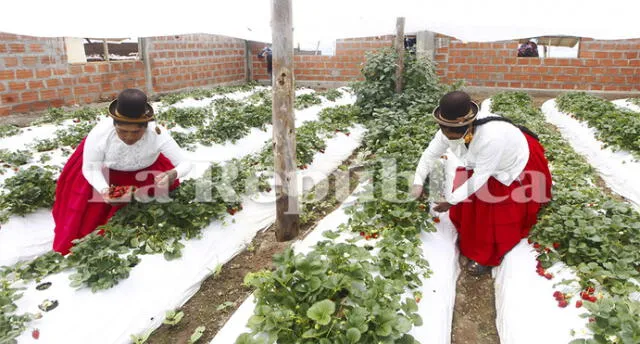 Mujeres fueron beneficiarias de un programa destinado a la producción de fresas a través de biohuertos.