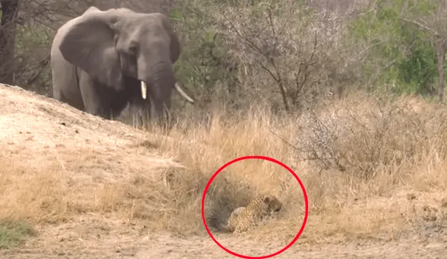 Enorme elefante defiende a ciervo que fue atacado por feroz leopardo [VIDEO]  