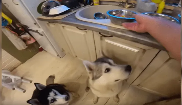 Video es viral en YouTube. Grupo de perros, de raza husky siberiano, ha cautivado a miles de usuarios con su singular comportamiento antes de empezar a comer