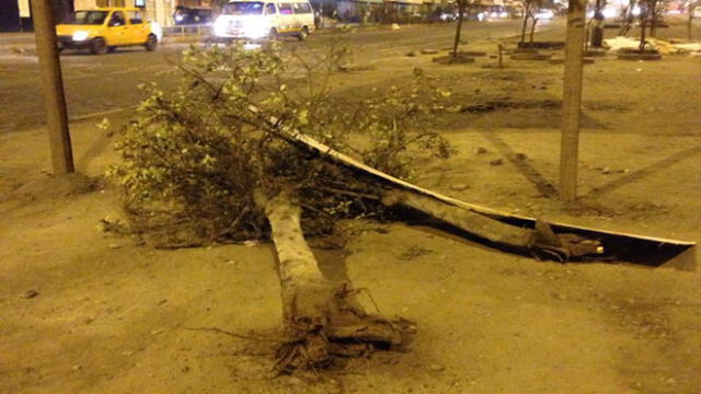 #YoDenuncio: árbol talado fue abandonado en vía pública