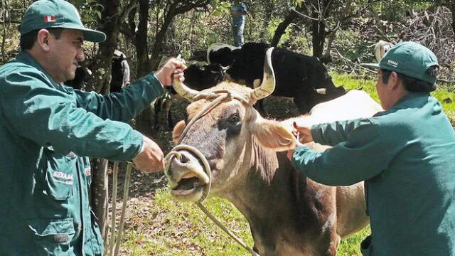 Puno: reciben kits veterinarios para proteger ganado de friaje 