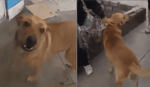 Vecinos le comprarán casa al perro que defendió a joven de delincuentes [VIDEO]