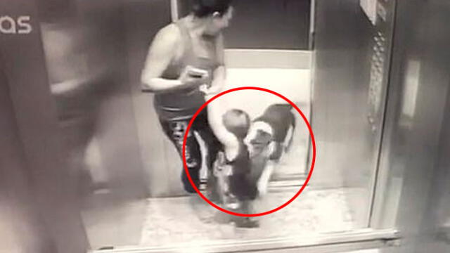 Niño de 18 meses sufre brutal ataque de un bulldog en un ascensor [VIDEO]