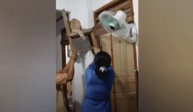 Video es viral en Facebook. Integrantes de la familia tenían miedo de sacar al reptil, que había invadido su sala, y tuvieron que recurrir al felino para hacerlo.