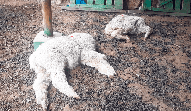 Pérdidas. Los animales mueren por falta de alimentos, agua y por enfermedades. Lo mismo ocurre en Ayacucho y Junín. No hay pastos debido a la sequía.